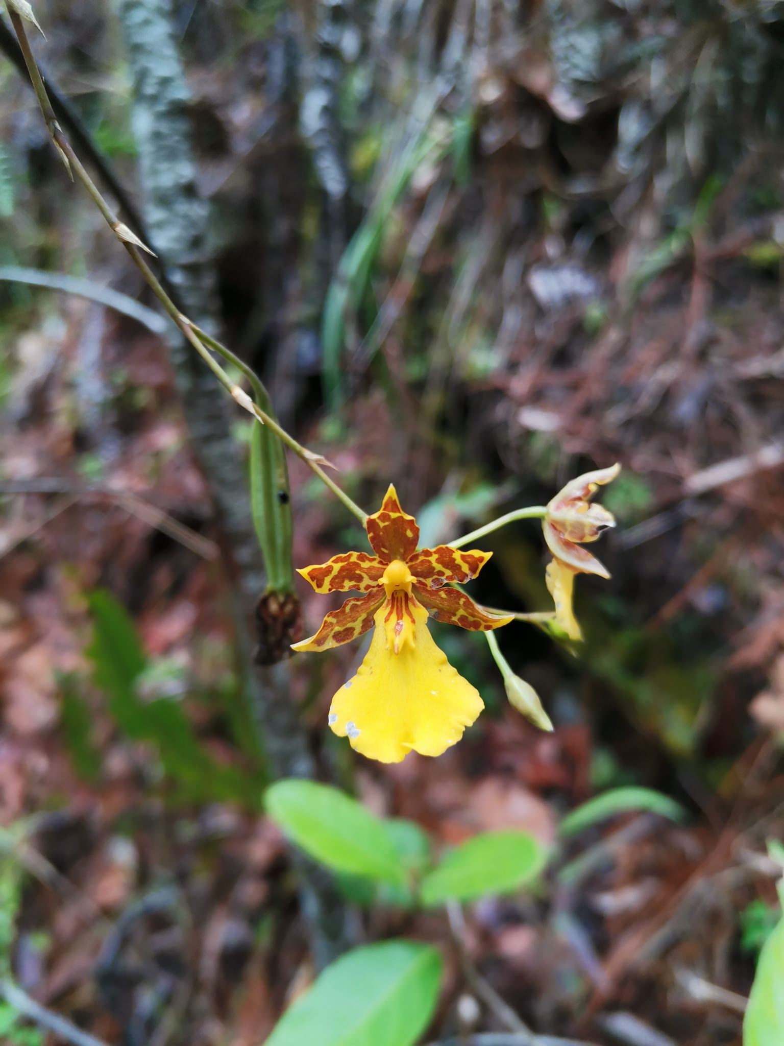 Oncidium graminifolium